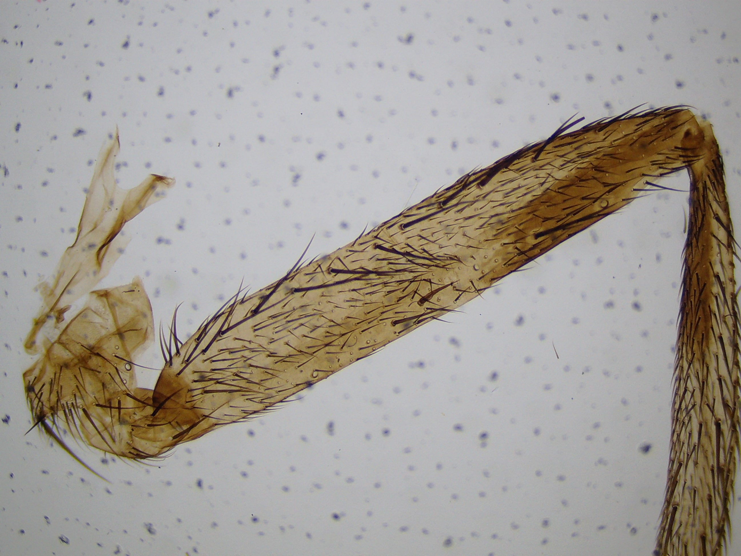 Microscopio LCD National Geographic 40x-1600x