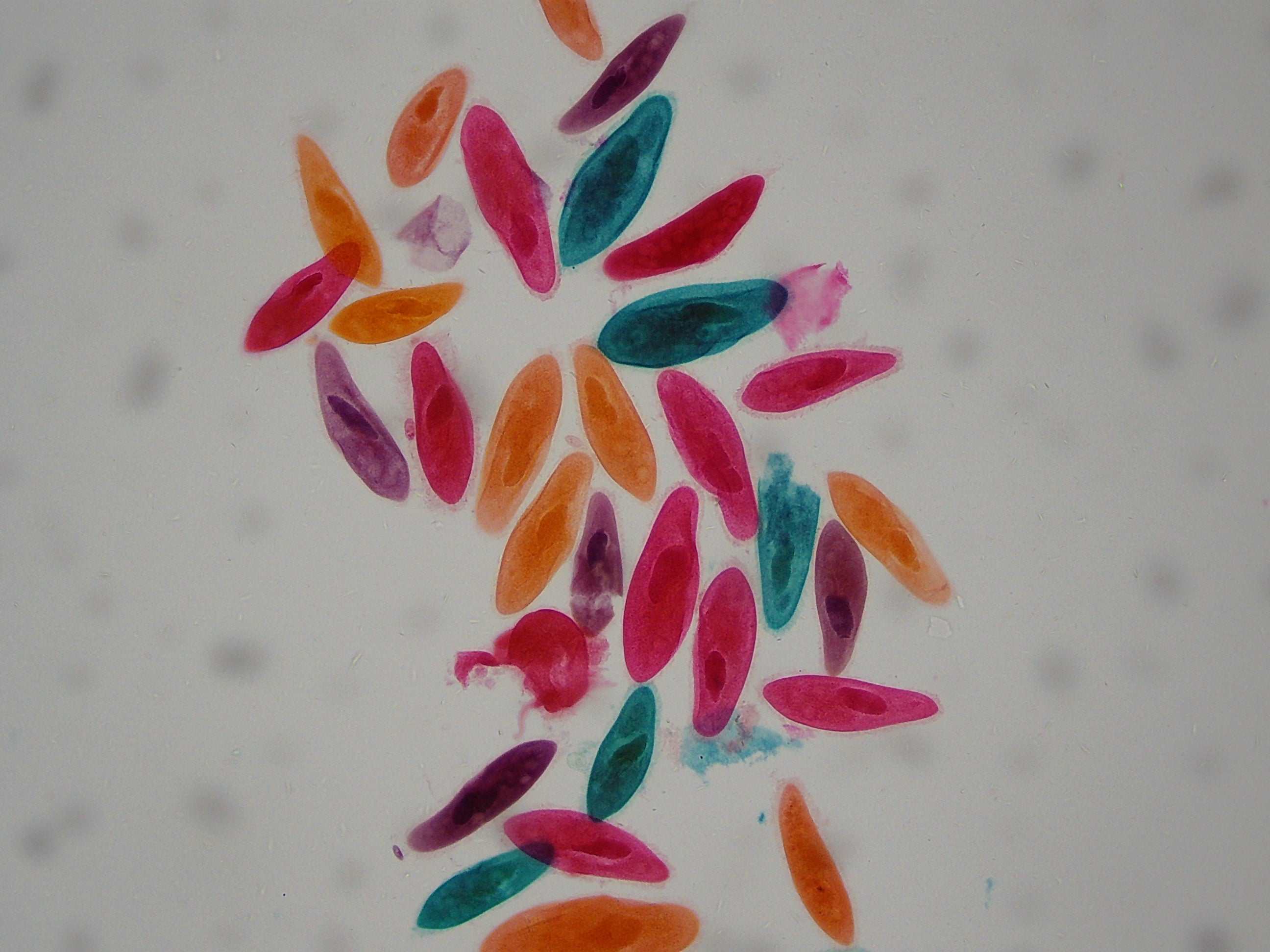 Microscopio LCD National Geographic 40x-1600x