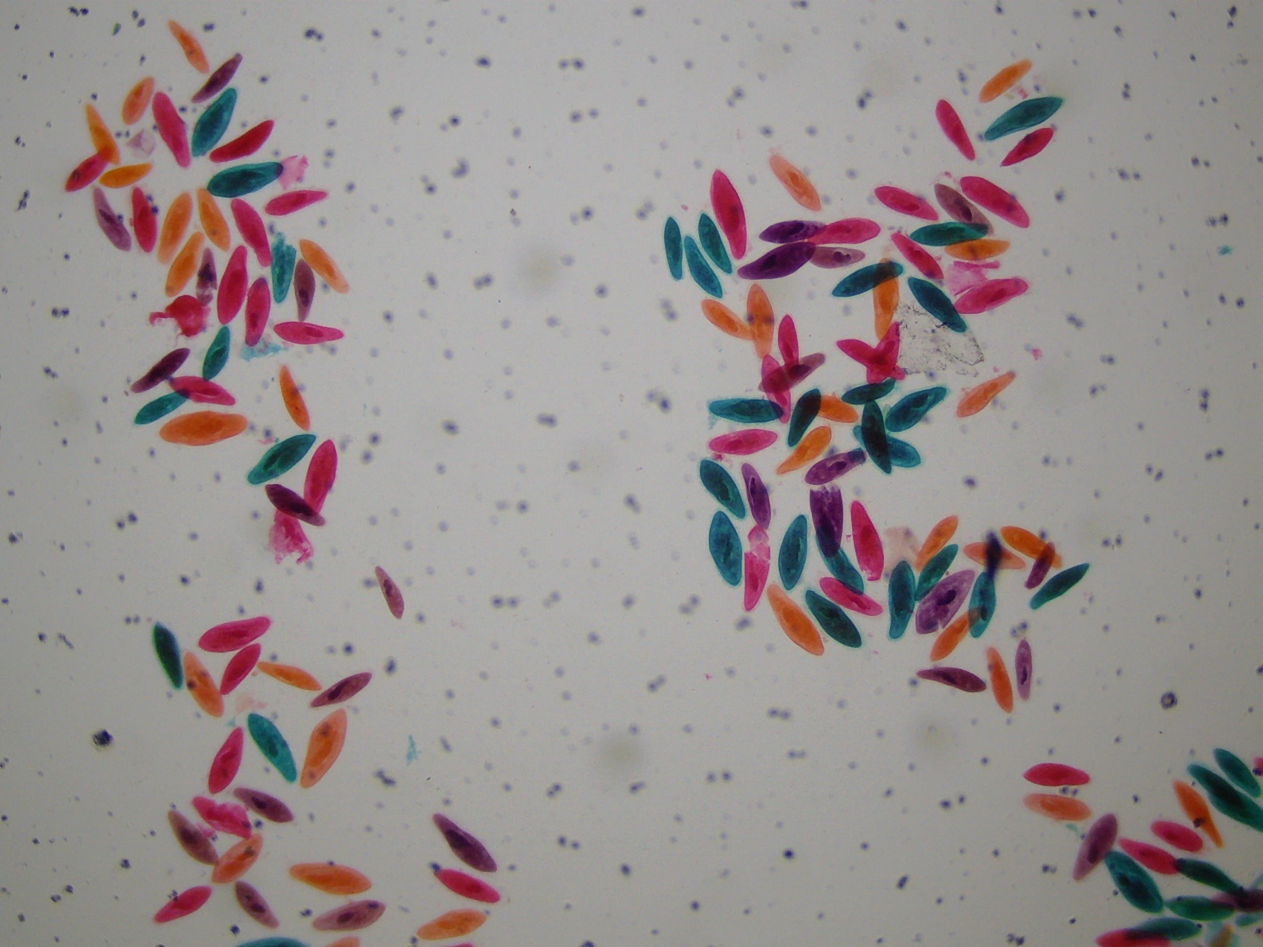 Microscopio LCD National Geographic 40x-1600x