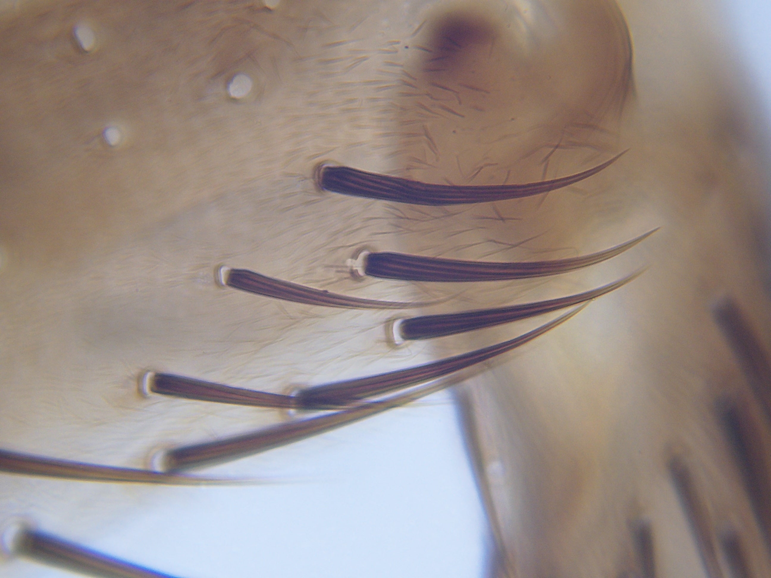 Microscope LCD National Geographic 40X-1600X