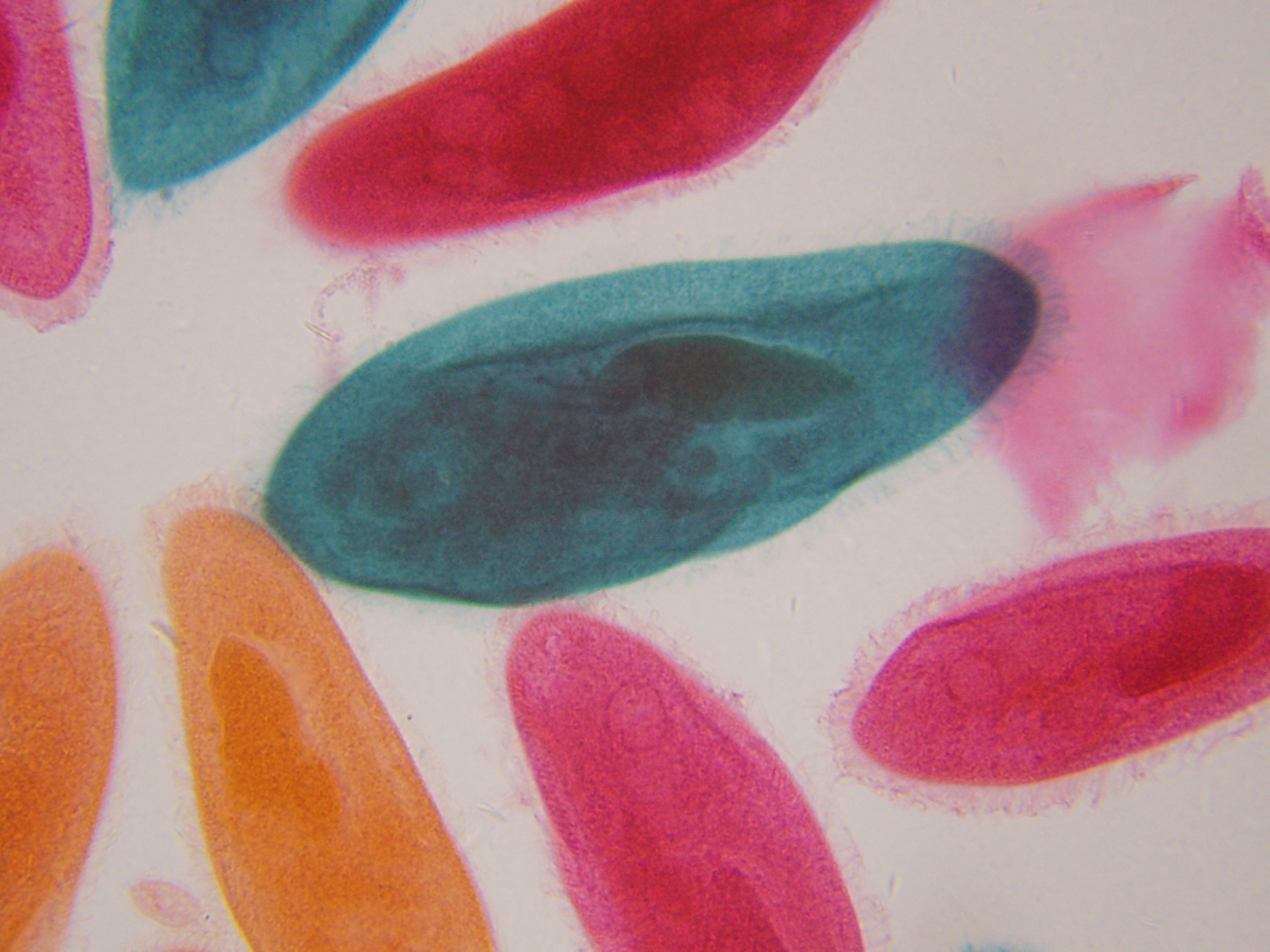 Microscope LCD National Geographic 40X-1600X